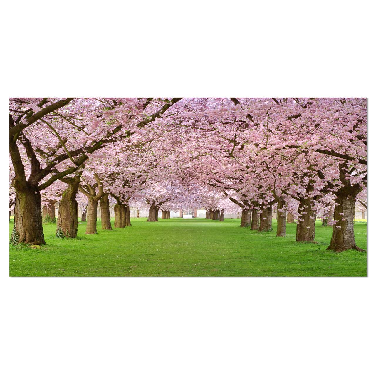 Designart - Stunning Cherry Blossoms Plenitude - Landscape Canvas Art Print